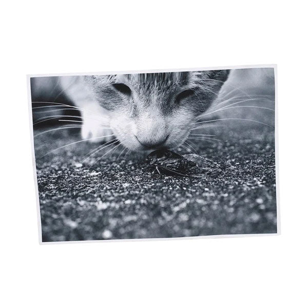 Large Canvas Print
