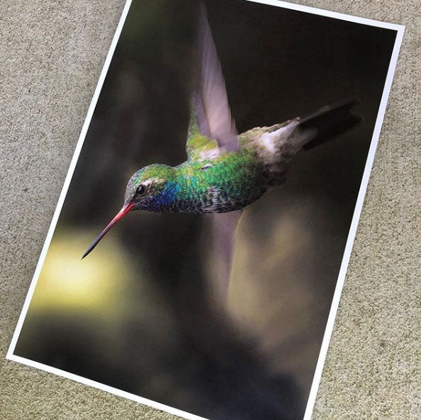 13x19 print of hummingbird photograph