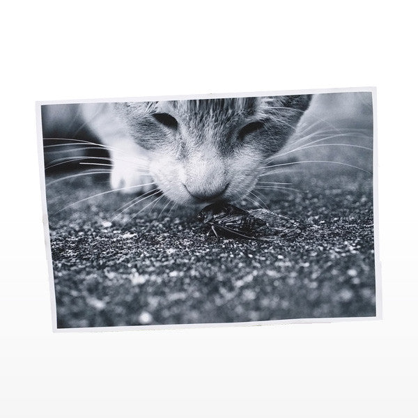 Canvas Print in a single sheet